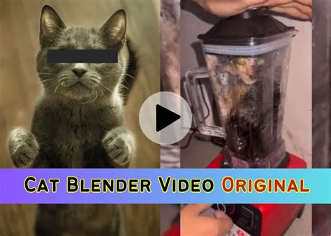 cat blender actual video|Saw the cat in blender video cant get it out of my mind